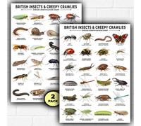 British Insects Species Identification Chart Poster Set | Entomology Educational Wall Art | 48 British Species | 2 x A3 Posters