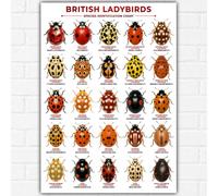 British Ladybirds Identification Chart Poster A3 | 25 Native UK Species | Ladybug Entomology Educational Wall Art | Scientific Nature Guide