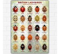 British Ladybirds Identification Chart Poster A3 | Nature Inspired Wildlife Wall Art | 25 Native UK Ladybird Species | Museum Quality Scientific Illustration | Educational Nature Print