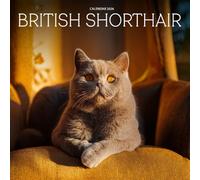British Shorthair Cat 2026 Calendar: Charming Companions and Classic Elegance