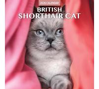British Shorthair Cat 2026 Traditional Calendar
