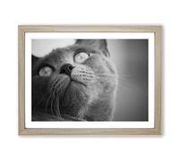 British Shorthair Cat 4 Modern Framed Print | A2 Oak Framed Wall Art | Ready to Hang | Modern Flag Picture | Living Room Bedroom Lounge Office