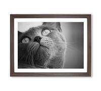 British Shorthair Cat 4 Modern Framed Wall Art Print, Ready to Hang Picture for Living Room Bedroom Home Office Décor, Walnut A2 (64 x 46 cm)