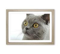 British Shorthair Cat Framed Print | A2 Oak Framed Wall Art | Ready to Hang | Modern Flag Picture | Living Room Bedroom Lounge Office