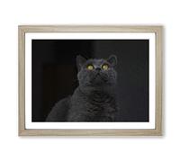 British Shorthair Cat In The Shadows Modern Art Framed Print | A2 Oak Framed Wall Art | Ready to Hang | Modern Flag Picture | Living Room Bedroom Lounge Office