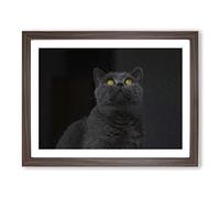 British Shorthair Cat In The Shadows Modern Art Framed Print Walnut A4 | Wall Art, Ready to Hang, Satin Fine Art Paper, Fade-Resistant Inks, Acrylic Glazing, Securely Packaged, Made in the UK