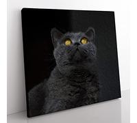 British Shorthair Cat in the Shadows Modern Canvas Wall Art Print Ready to Hang, Framed Picture for Living Room Bedroom Home Office Décor, 35x35 cm (14x14 Inch)