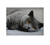 British Shorthair cat，Jigsaw Puzzles for Adults 1000 Piece, Classic Puzzle Teens Boys Girls Puzzles Sturdy Tight Fitting Pieces,Letters On Back for Ideal Challenging And Gift（50x70cm）-AF15