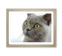 British Shorthair Cat Modern Framed Print | A3 Oak Framed Wall Art | Ready to Hang | Modern Flag Picture | Living Room Bedroom Lounge Office