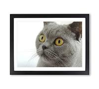 British Shorthair Cat Modern Framed Wall Art Print, Ready to Hang Picture for Living Room Bedroom Home Office Décor, Black A4 (34 x 25 cm)