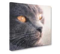 British Shorthair Cat Vol.2 Canvas Print | Gallery Wrapped 30mm Frame Wall Art | 20x20 inches | Ready to Hang | Modern Animals Picture | Living Room Bedroom Lounge Office