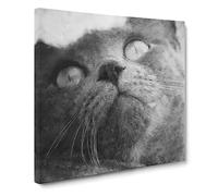 British Shorthair Cat Vol.3 Canvas Print | Gallery Wrapped 30mm Frame Wall Art | 20x20 inches | Ready to Hang | Modern Animals Picture | Living Room Bedroom Lounge Office
