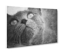 British Shorthair Cat Vol.3 Canvas Print | Gallery Wrapped 30mm Frame Wall Art | 30x20 inches | Ready to Hang | Modern Animals Picture | Living Room Bedroom Lounge Office