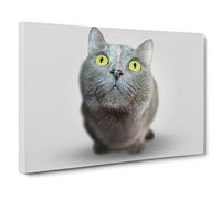 British Shorthair Cat Vol.3 Canvas Print | Gallery Wrapped 30mm Frame Wall Art | 30x20 inches | Ready to Hang | Modern Animals Picture | Living Room Bedroom Lounge Office
