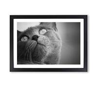 British Shorthair Cat Vol.4 Framed Print | A2 Oak Framed Wall Art | Ready to Hang | Modern Flag Picture | Living Room Bedroom Lounge Office