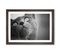 British Shorthair Cat Vol.4 Framed Print | A2 Walnut Framed Wall Art | Ready to Hang | Modern Flag Picture | Living Room Bedroom Lounge Office