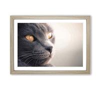 British Shorthair Cat Vol.5 Framed Print | A2 Oak Framed Wall Art | Ready to Hang | Modern Flag Picture | Living Room Bedroom Lounge Office