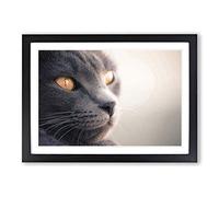 British Shorthair Cat Vol.5 Framed Print | A2 Oak Framed Wall Art | Ready to Hang | Modern Flag Picture | Living Room Bedroom Lounge Office