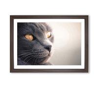 British Shorthair Cat Vol.5 Framed Print | A2 Walnut Framed Wall Art | Ready to Hang | Modern Flag Picture | Living Room Bedroom Lounge Office
