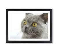 British Shorthair Cat Vol.5 Painting Framed Print | A2 Black Framed Wall Art | Ready to Hang | Modern Flag Picture | Living Room Bedroom Lounge Office