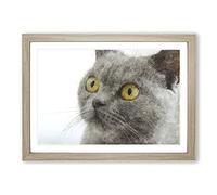 British Shorthair Cat Vol.5 Painting Framed Print | A2 Oak Framed Wall Art | Ready to Hang | Modern Flag Picture | Living Room Bedroom Lounge Office