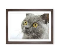 British Shorthair Cat Vol.5 Painting Framed Print | A2 Walnut Framed Wall Art | Ready to Hang | Modern Flag Picture | Living Room Bedroom Lounge Office
