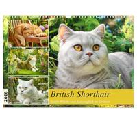 British Shorthair. Gentle dignity and feline happiness in the countryside UK-Version (Wall Calendar 2026 DIN A3 Landscape), CALVENDO 12 Month Wall Calendar