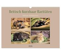 British Shorthair rarities - rare beauties UK-Version (Wall Calendar 2026 DIN A3 Landscape), CALVENDO 12 Month Wall Calendar