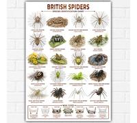 British Spiders Identification Chart Poster A3 | Common UK Spider Species & Web Types | Educational Wildlife Wall Art | Scientific Nature Print