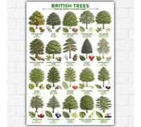 British Trees Identification Chart Poster A3 - 20 Native UK Tree Species - Educational Botanical Nature Print for Schools, Classrooms & Home Learning