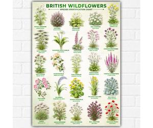 British Wildflowers Botanical Poster | Vintage Style Native UK Wild Flower Wall Art | Botanical Illustration PRINT | A3