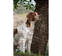 Brittany Spaniel 300 Piece Wood Puzzle For Adults Jigsaw Puzzles Educational Challenge DIY Game Home Wall Art Decoration