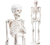 Briwooody Human Skeleton Model for Anatomy 33.4'' Model Half Size Human Skeleton with Base Movable Arms and Legs for Students and Teachers