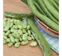 Broad Bean - Giant Exhibition Seeds