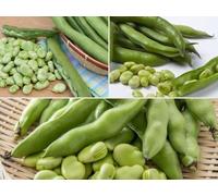 Broad Bean Seed collection - Imperial green, Giant Exhibition and Aquadulce