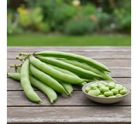 Broad Bean Seeds - Aguadulce Supersimonia - High-Yield Italian Variety - Large Tender Beans - Outdoor & Autumn Sowing - Organic Quality - Ideal for UK Gardens
