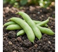 Broad Bean Super Aquadulce Seeds (Organic) - Early Maturing White Broad Beans - High Yield Winter Hardy Variety - Ideal for Kitchen Garden Growing