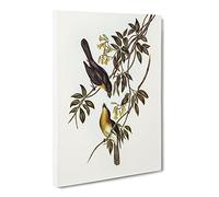 Broad Billed Flycatcher Birds By Elizabeth Gould Canvas Print | Gallery Wrapped 30mm Frame Wall Art | 24x16 inches | Ready to Hang | Retro Bird Picture | Living Room Bedroom Lounge Office
