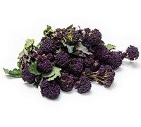 Broccoli Plants, 'Purple Sprouting Broccoli', 12 x Plant Pack, Winter Vegetable Plants, Garden Veg, Fresh Produce, Garden Ready and Ready to Plant, Premium Quality Vegetables