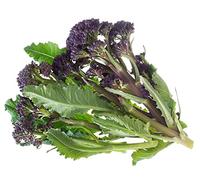 Broccoli Plants, Sprouting Broccoli Cardinal, 8 x Plug Plant Pack, Vegetable Plants, Garden Ready and Ready to Plant, Premium Quality Vegetables