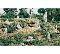 BROKEN STUMPS (US IMPORT)