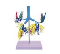 Bronchial Tree Model, Life-Size Human Respiratory System Anatomical Model, Detailed Trachea & Lung Airway Model, for Medical Teaching Student Study