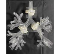 Bronchoscope Bronchial Tree Anatomy Model, Resin Bronchoscopy Training Model, Fibreoptic Bronchial Teaching Model, for Doctor Teaching Medical School Nursing Learning.(Level 4 transparent)