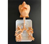 Bronchoscope Bronchial Tree Anatomy Model, Resin Bronchoscopy Training Model, Fibreoptic Bronchial Teaching Model, for Doctor Teaching Medical School Nursing Learning.(Oral version skin color)