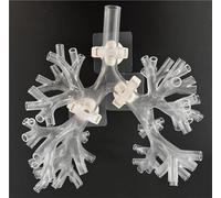 Bronchoscope Bronchial Tree Anatomy Model, Resin Bronchoscopy Training Model, Fibreoptic Bronchial Teaching Model, for Doctor Teaching Medical School Nursing Learning.(Level 5 transparent)
