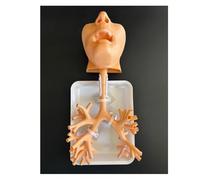 Bronchoscopy Training Model, Resin Bronchoscope Bronchial Tree Anatomy Model Fiber Bronchial Set for Doctor Teaching,Medical School Nursing Learning