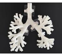 Bronchoscopy Training Model, Resin Bronchoscope Bronchial Tree Anatomy Model Fiber Bronchial Set Medical Gift, for Doctor Teaching Medical School Nursing Learning.(Level 5 white)