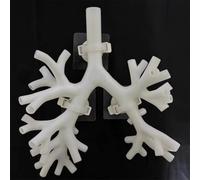 Bronchoscopy Training Model, Resin Bronchoscope Bronchial Tree Anatomy Model Fiber Bronchial Set Medical Gift, for Doctor Teaching Medical School Nursing Learning.(Level 4 white)