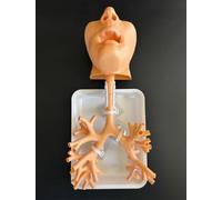 Bronchoscopy Training Model, Resin Bronchoscope Bronchial Tree Anatomy Model Fiber Bronchial Set Medical Gift, for Doctor Teaching Medical School Nursing Learning.(Oral version skin color)