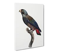 Bronze Winged Parrot By F. Levaillant Canvas Print | Gallery Wrapped 30mm Frame Wall Art | 20x14 inches | Ready to Hang | Retro Animals Picture | Living Room Bedroom Lounge Office
